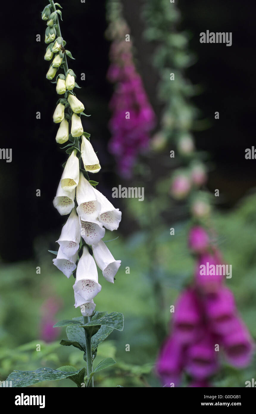 Foxglove with white blossoms Stock Photo