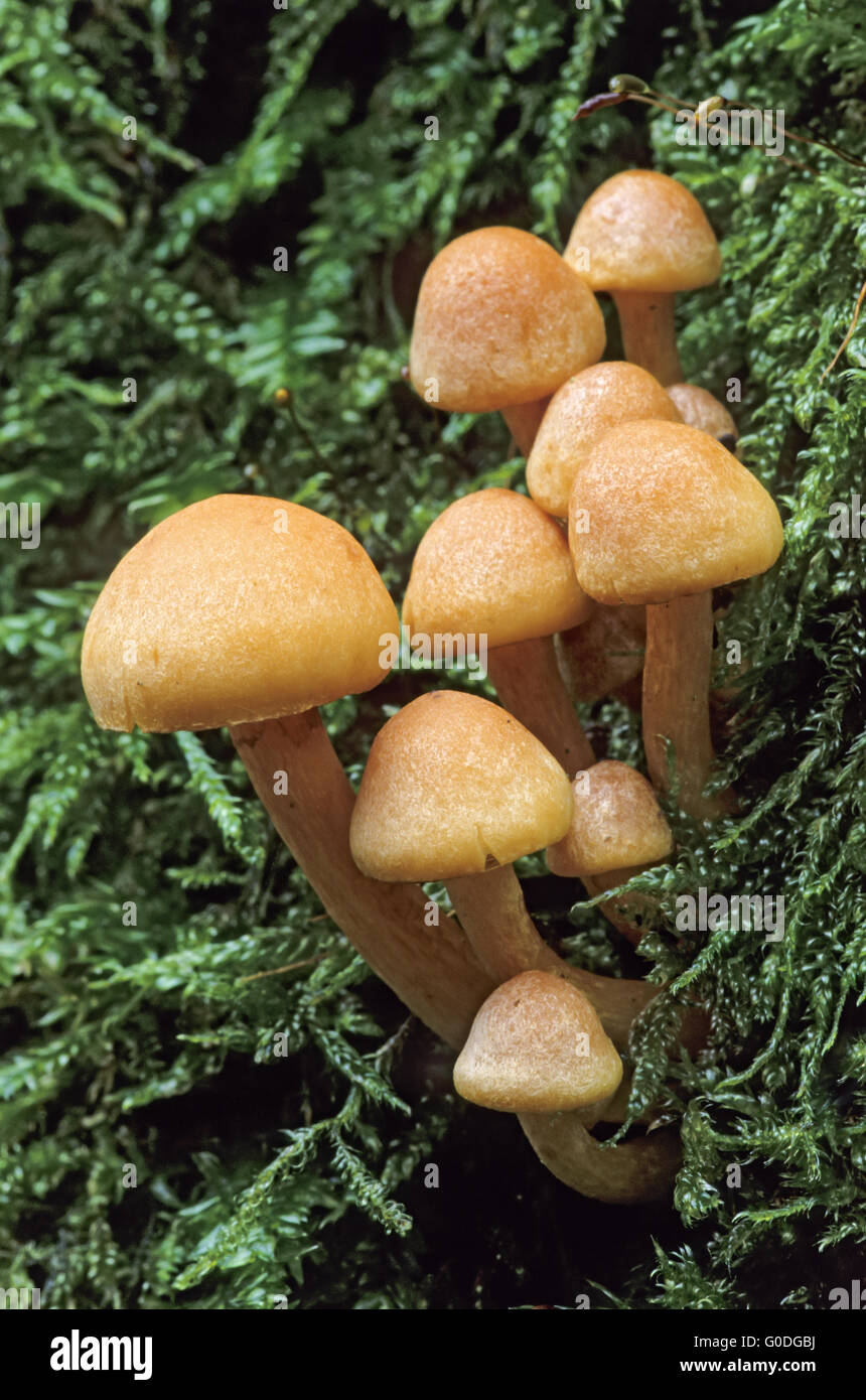 Sulphur Tuft grows in cespitose on tree trunks Stock Photo