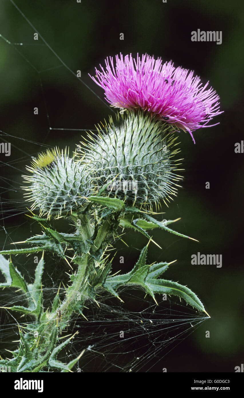 Spear Thistle is the national flower of Scotland Stock Photo Alamy
