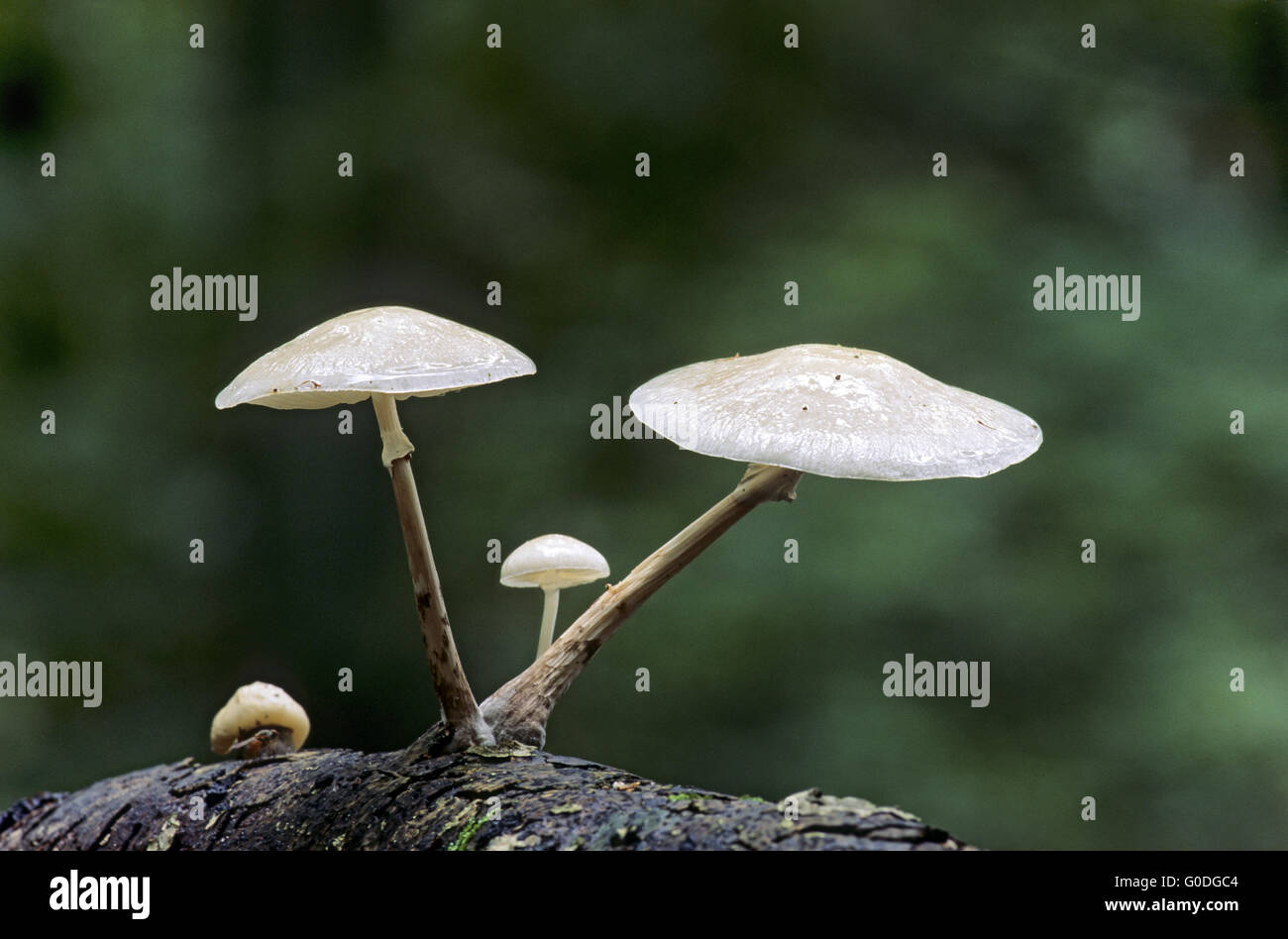 Porcelain Fungus grows cespitose at beeches Stock Photo