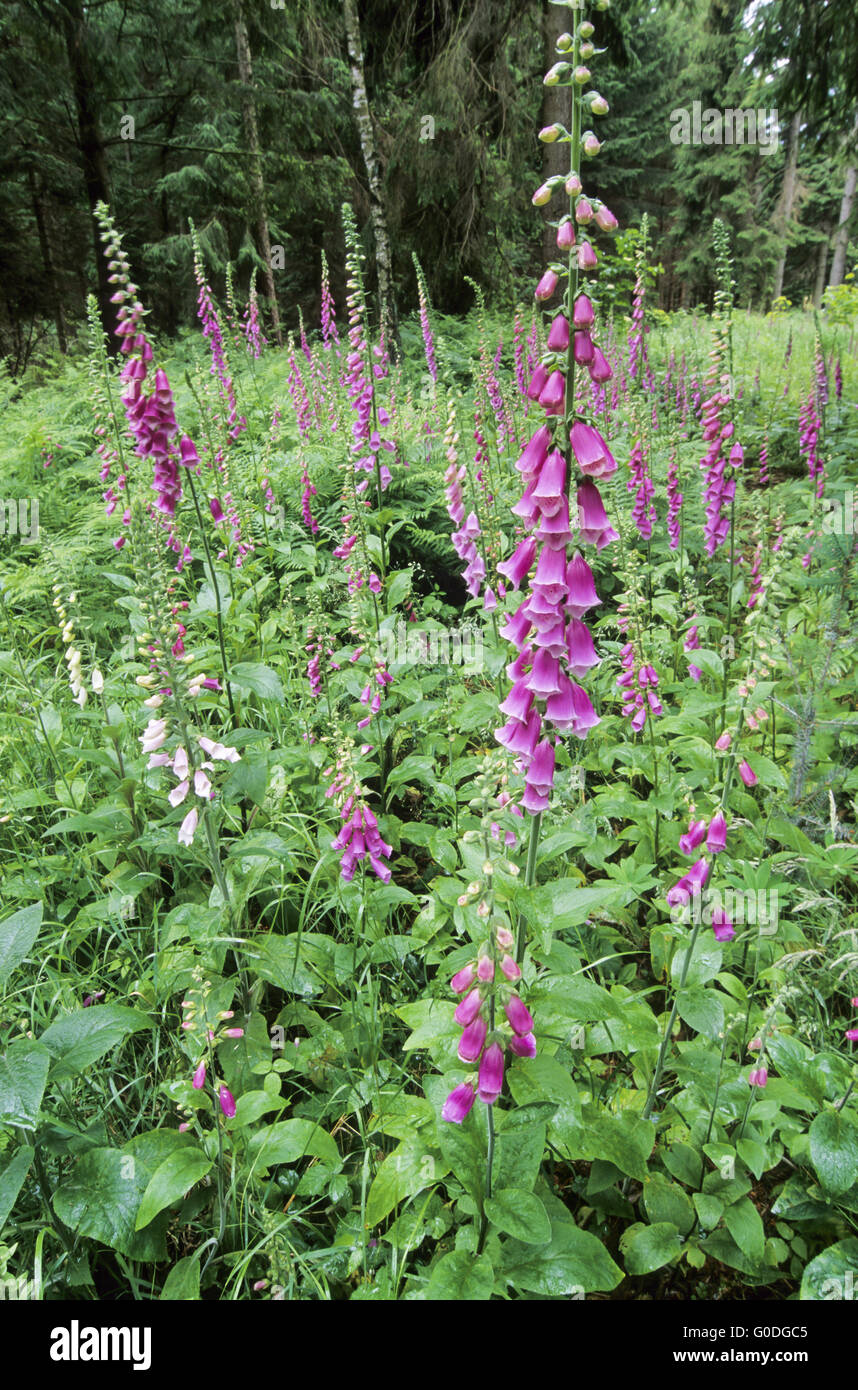 Foxglove near a coniferous forest Stock Photo