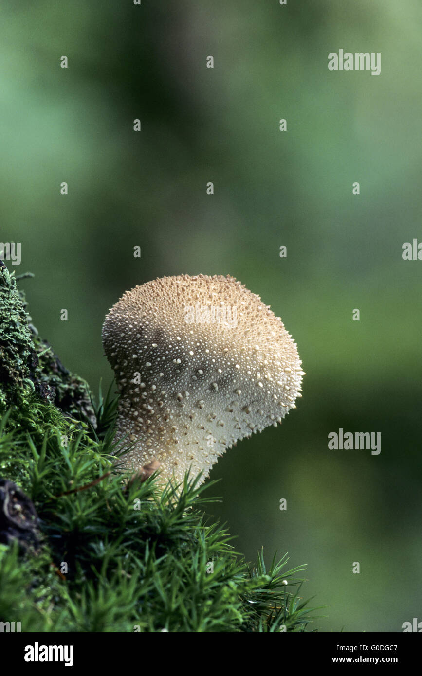 Common Puffball on a trunk between moss Stock Photo