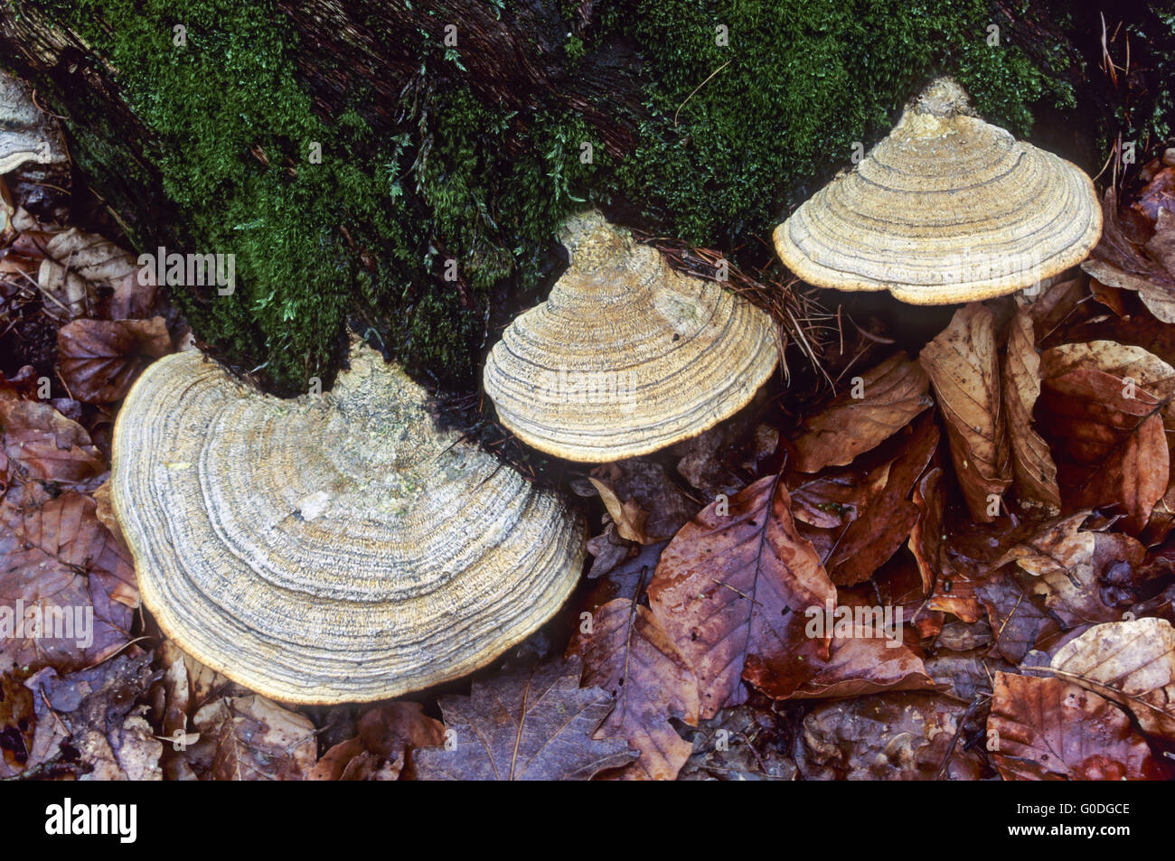 Maze-gill Fungus on a mossy tree root from an oak Stock Photo