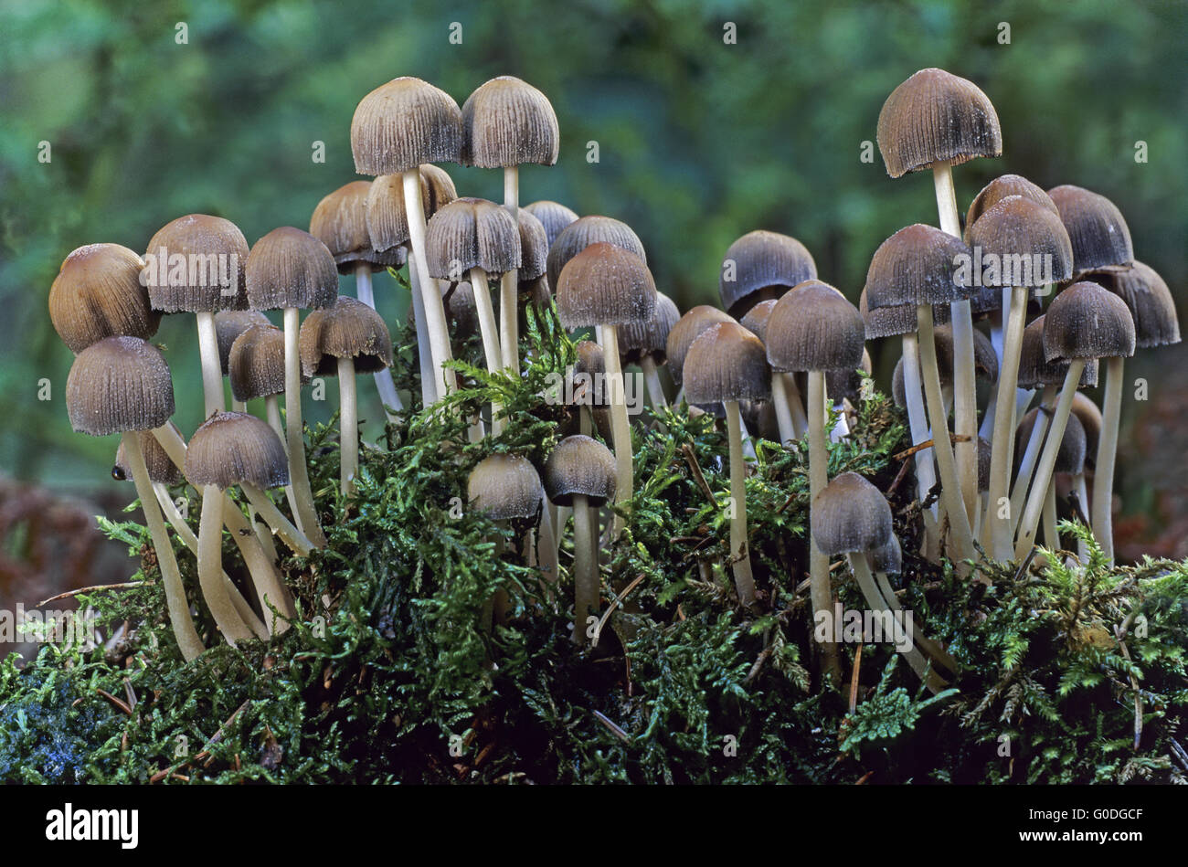 Mica Cap is a not recognized edible mushroom Stock Photo