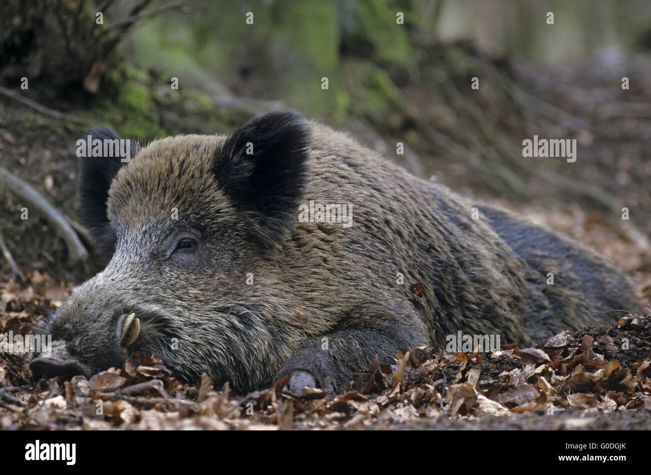 Boar Hog Rests On The Forest Floor Stock Photo 103560651 Alamy