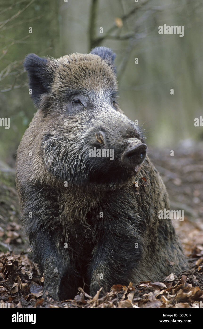 Boar hog rests on the forest floor Stock Photo