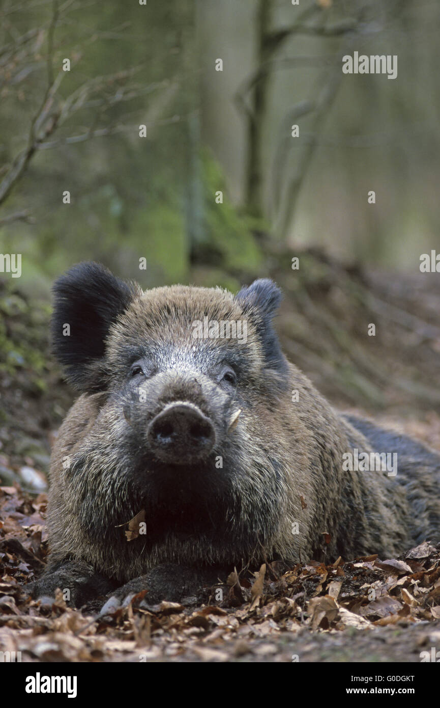 Boar hog rests on the forest floor Stock Photo