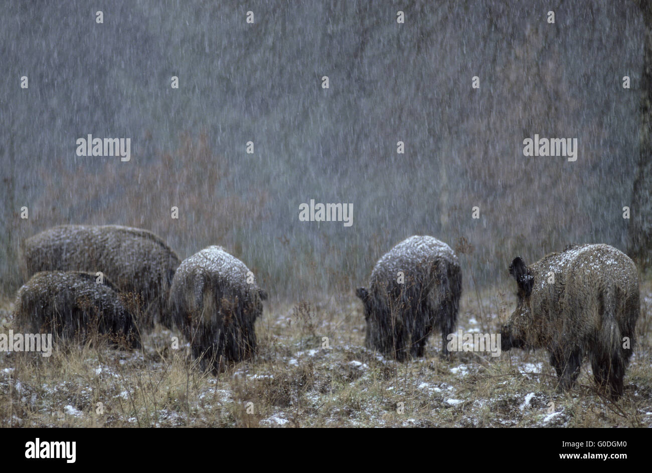 Wild Boar tusker and Wild sows in blowing snow Stock Photo