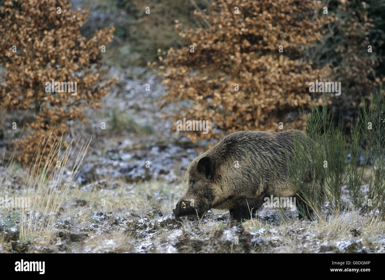 Boars mating hi-res stock photography and images - Alamy