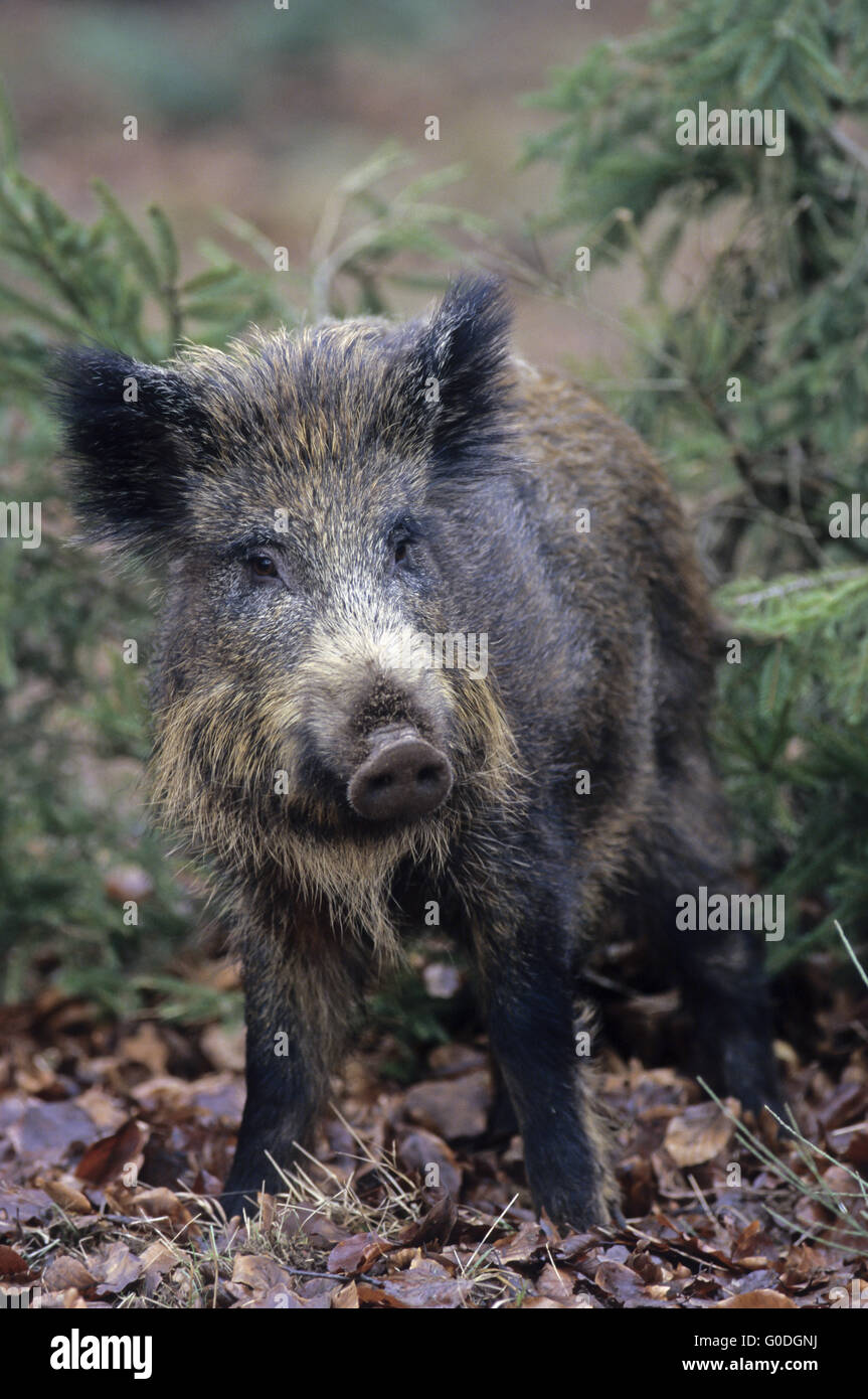 Young Wild Boars observe alert conspecifics Stock Photo