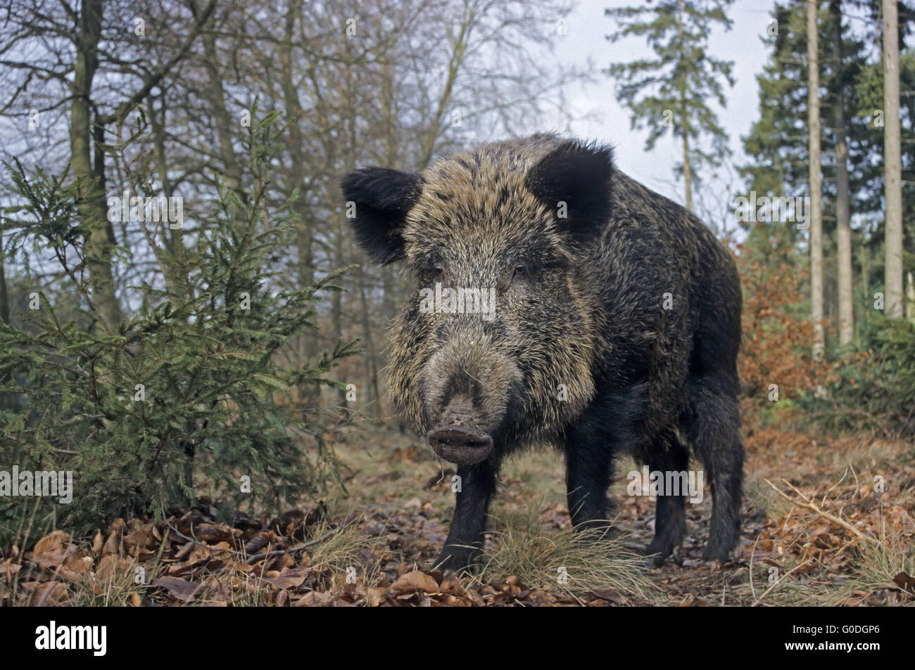 Wild Boar sow searches food at a forest edge Stock Photo