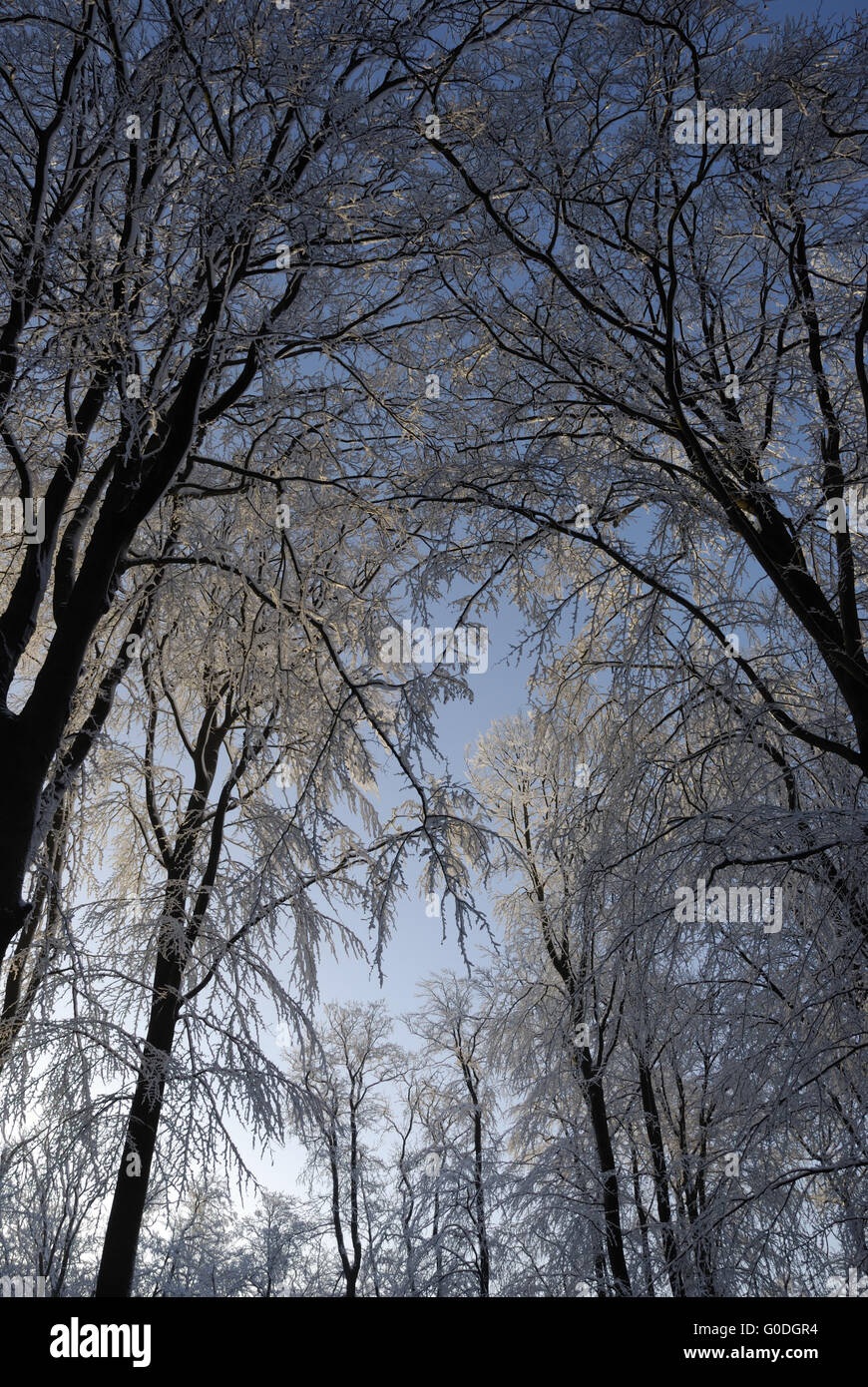 Tree trees winter landscape hi-res stock photography and images - Alamy