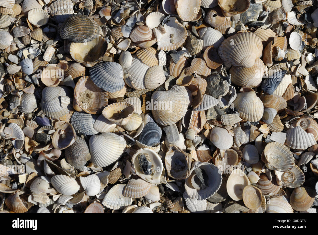 Cockles on the Beach Stock Photo Alamy