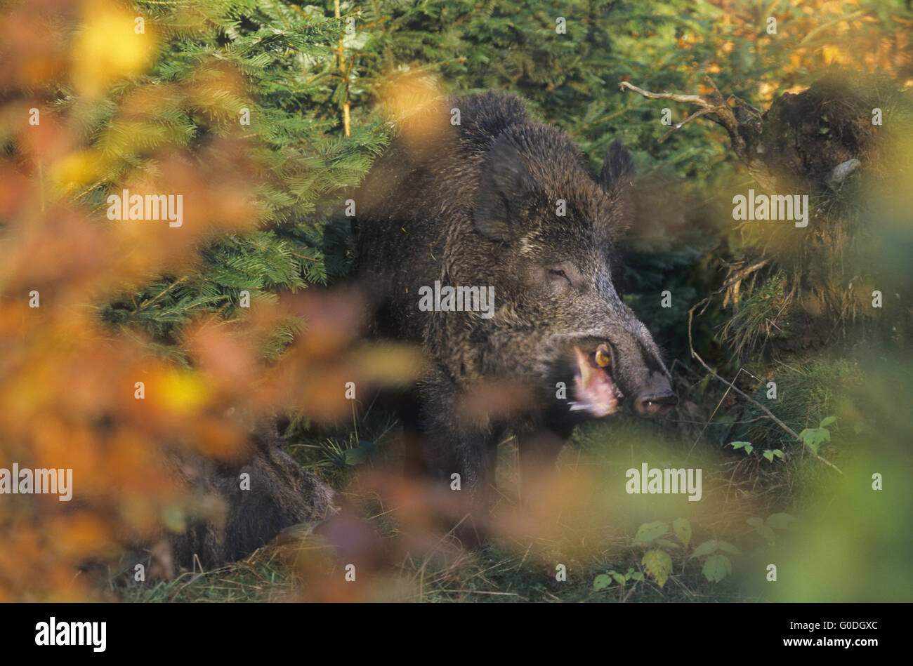 Wild Boar tusker and sow in the breeding season Stock Photo