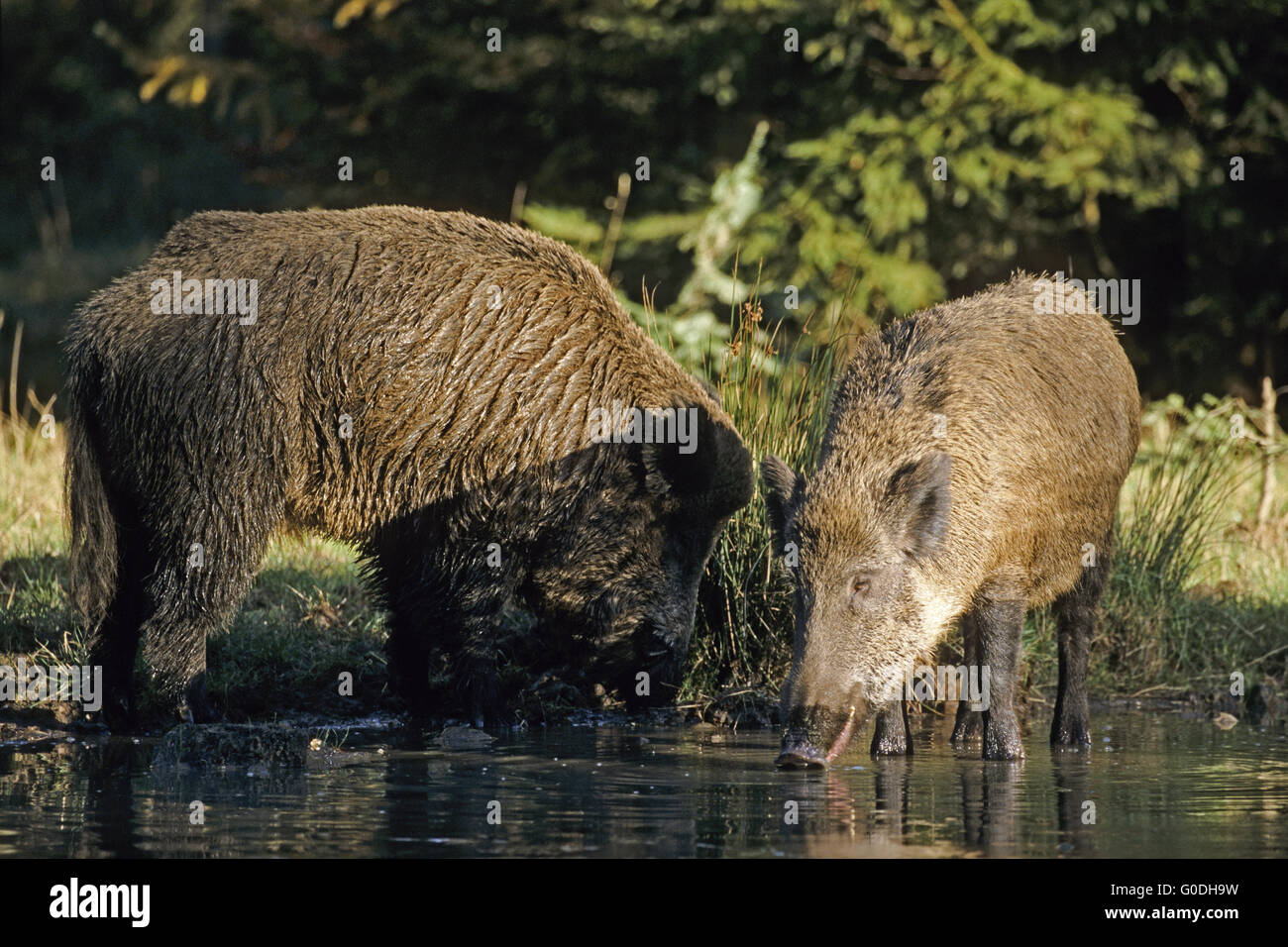 Wild Boar tusker and sow stay in a forest pond Stock Photo