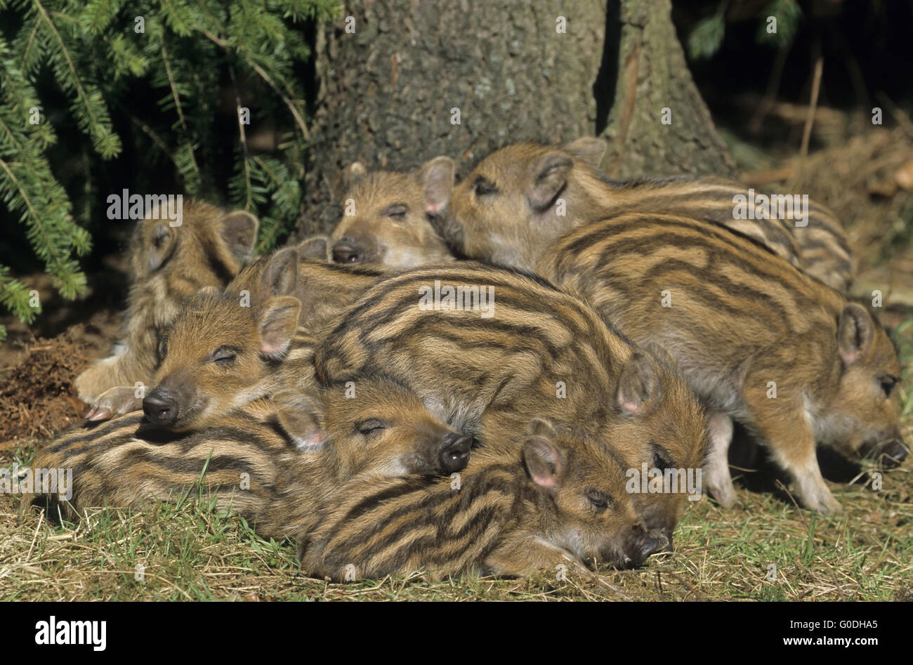 Wild Boar piglets lying close together and sleep Stock Photo