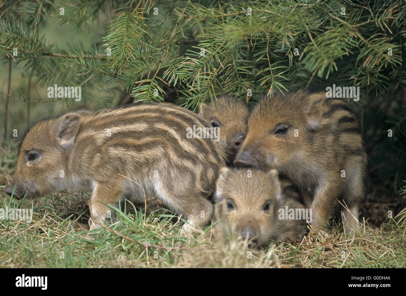 Wild Boar piglets playfully fighting Stock Photo