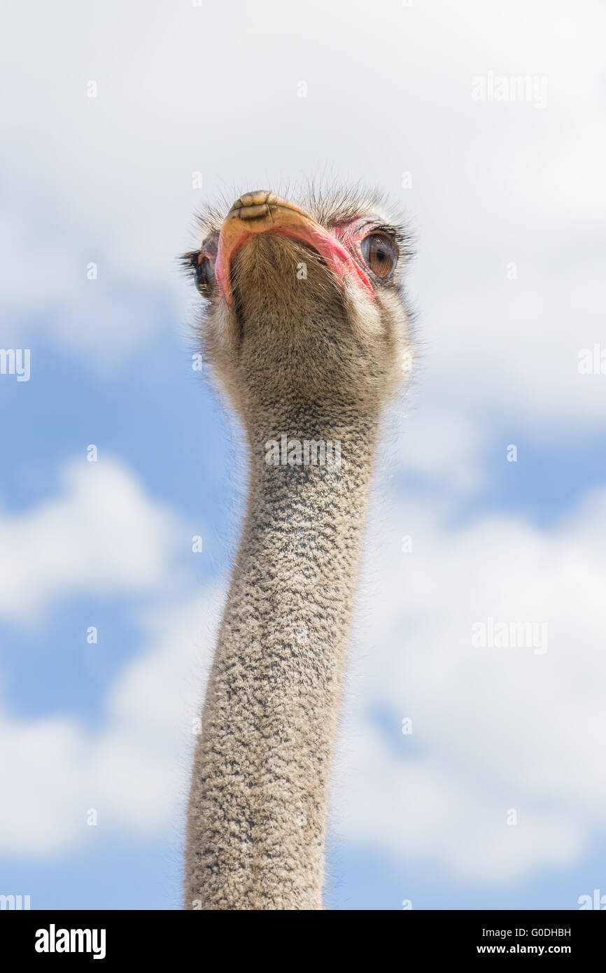 Ostrich in bottom view Stock Photo