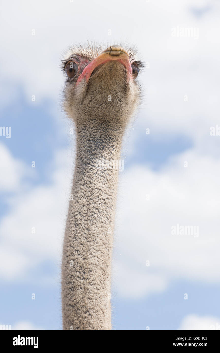 Ostrich head from below Stock Photo