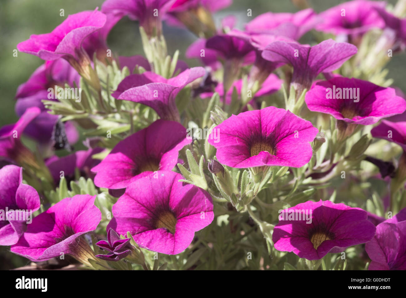 Purple petunias Stock Photo