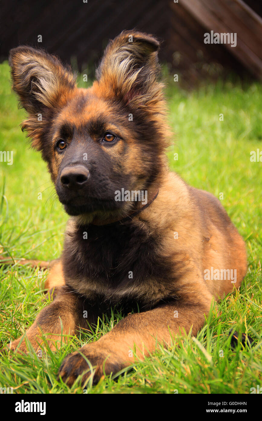 German Shepherd puppy Stock Photo