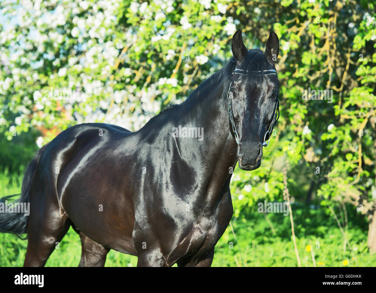 beautiful black stallion near blossom trees Stock Photo Alamy