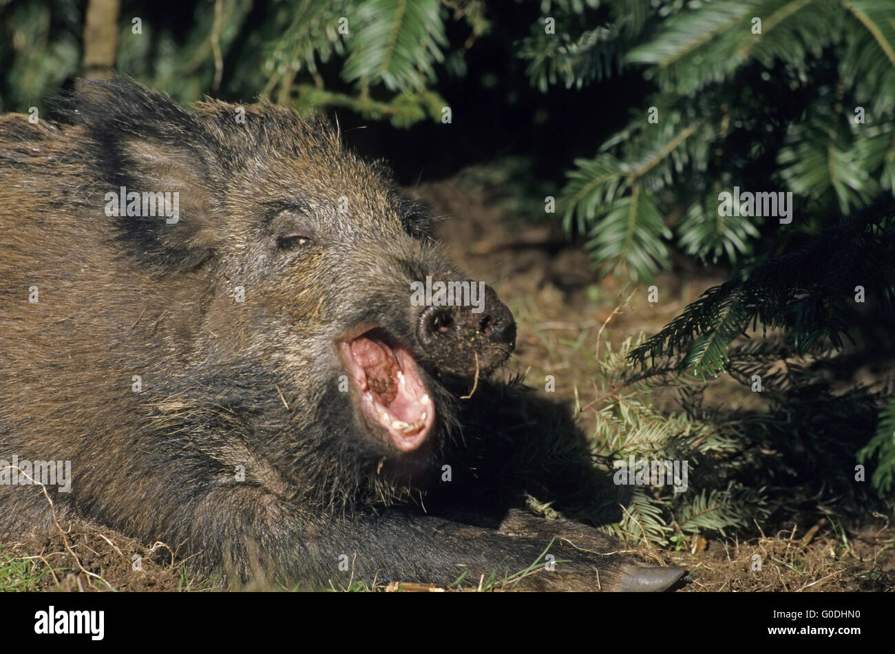 Young Wild Boar lies yawning at a forest edge Stock Photo