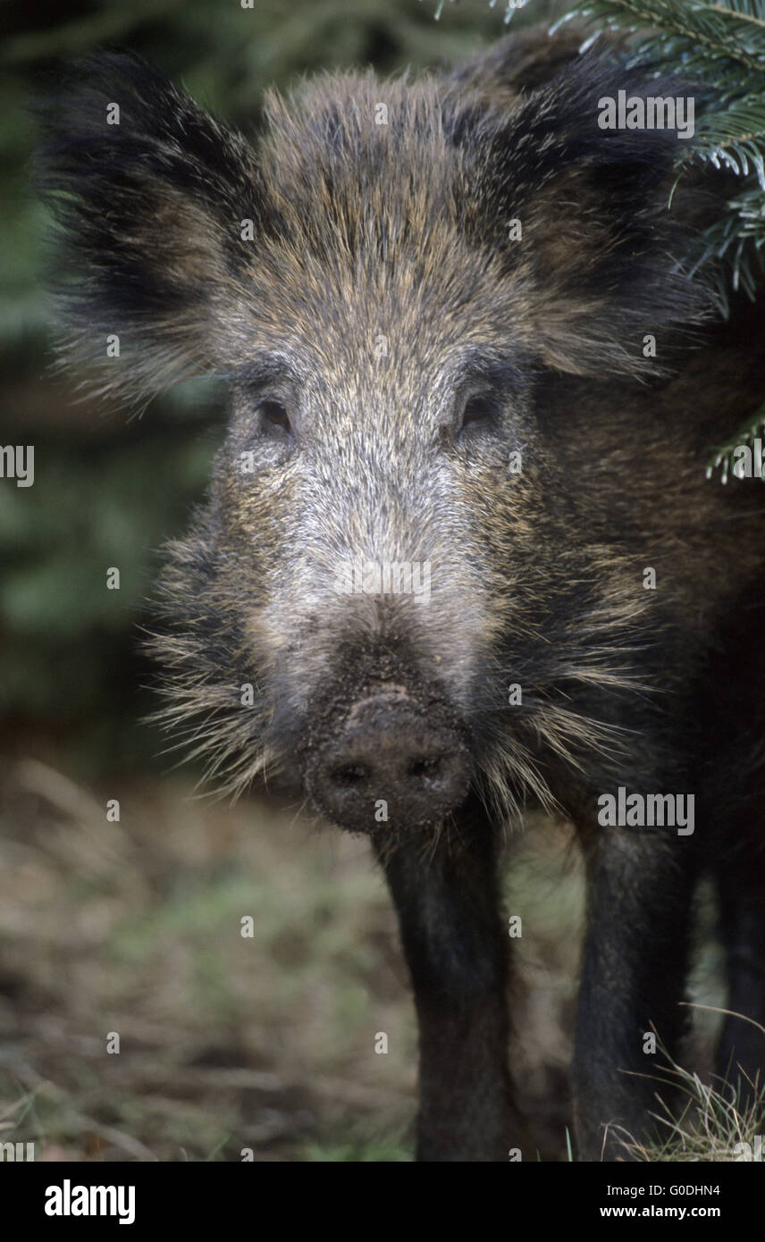 Wild Boar older piglet portrait Stock Photo