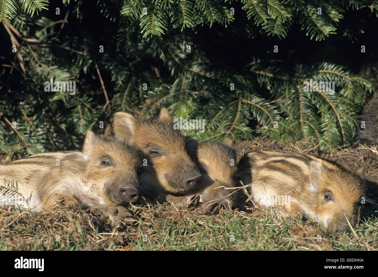 Wild Boar piglets lying close together and sleep Stock Photo