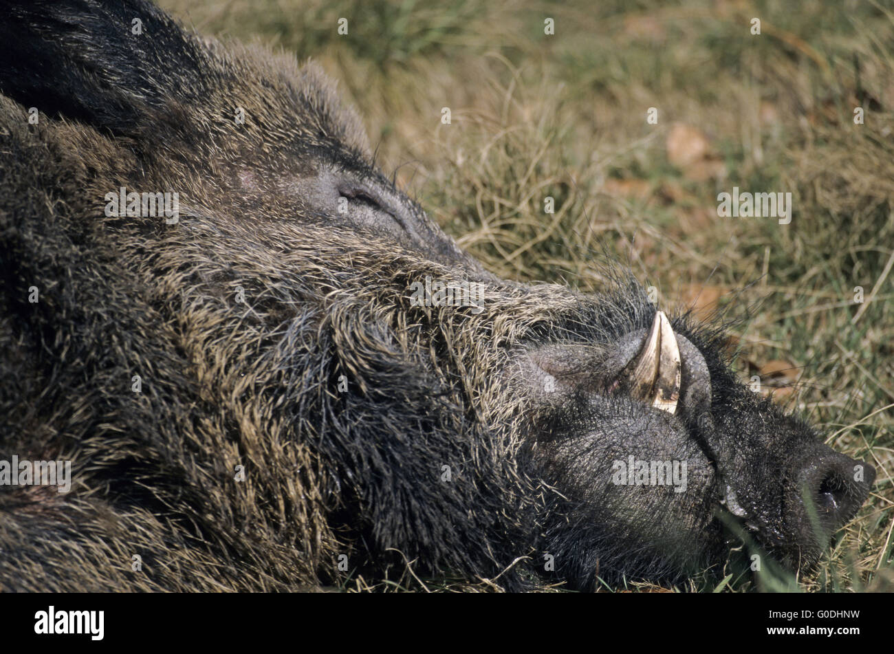 Wild Boar tusker portrait during sleep Stock Photo