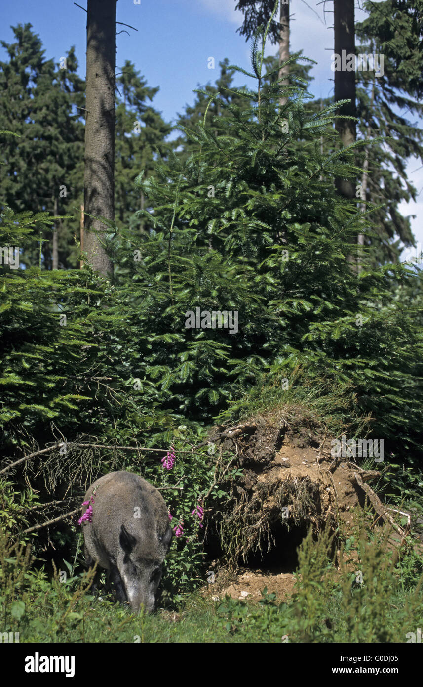 Wild Boar tusker in summer Stock Photo