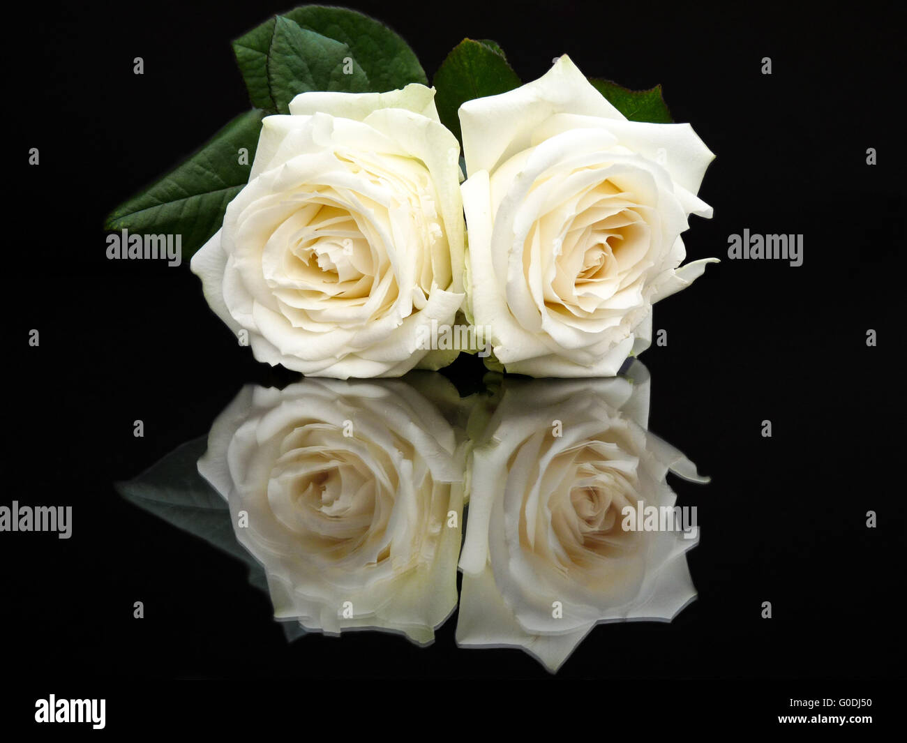 Two white roses with mirror image on black Stock Photo