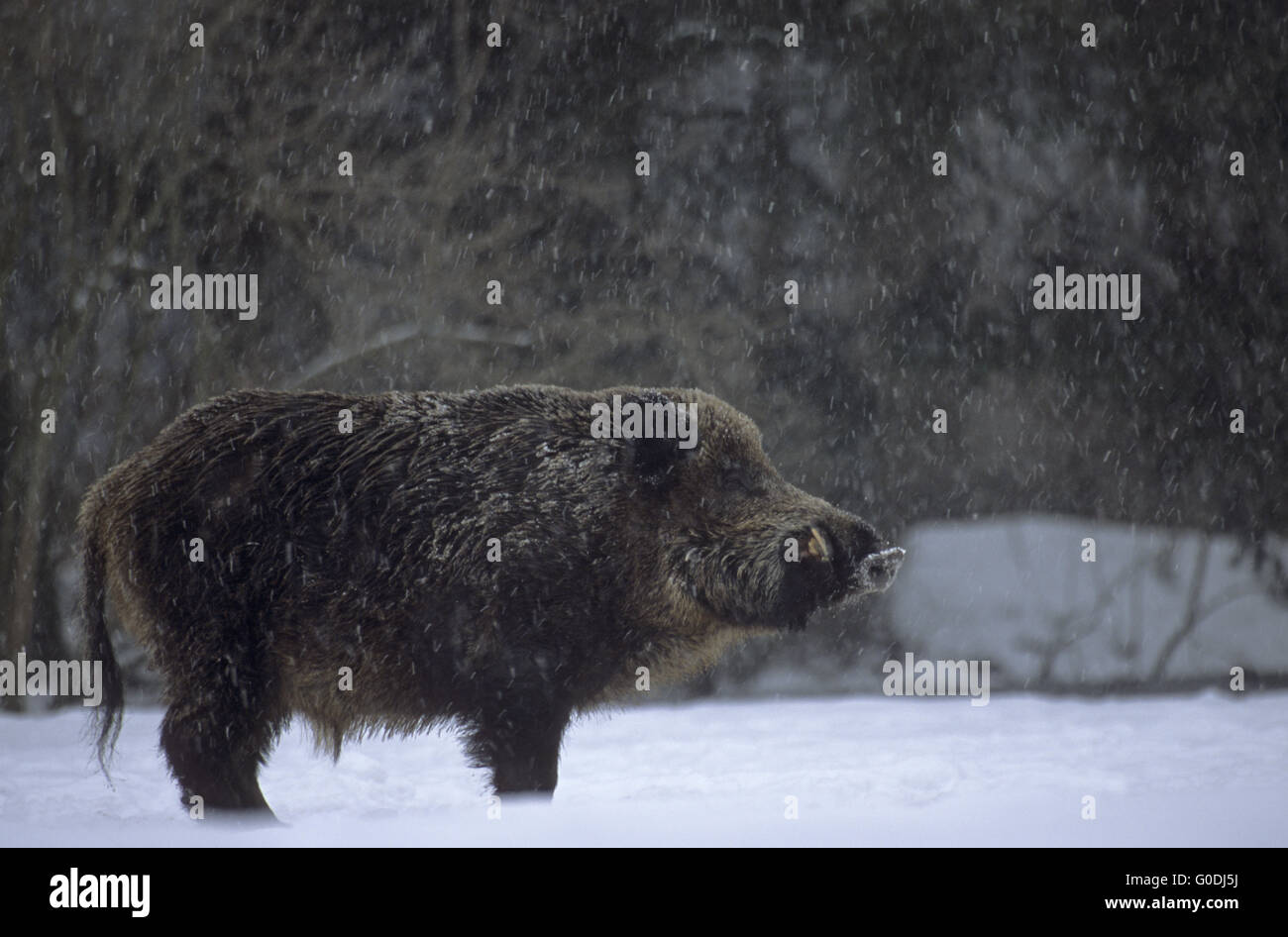 Wild Boar tusker in snowfall on a forest meadow Stock Photo