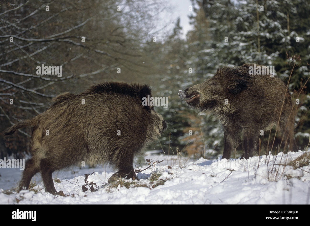 Wild Boar piglets fight for the hierachy Stock Photo