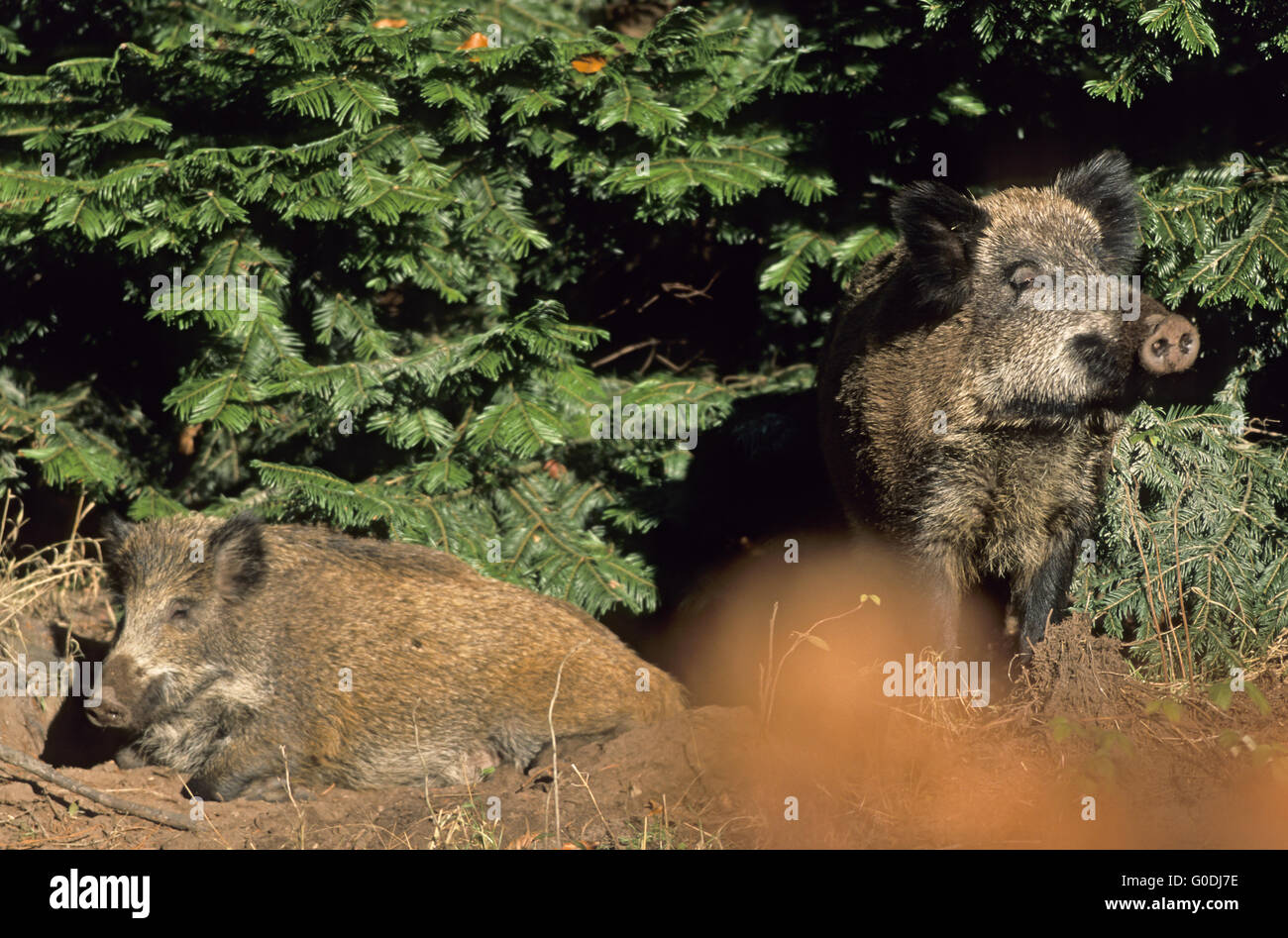 Pigs Mating Hi-res Stock Photography And Images - Alamy