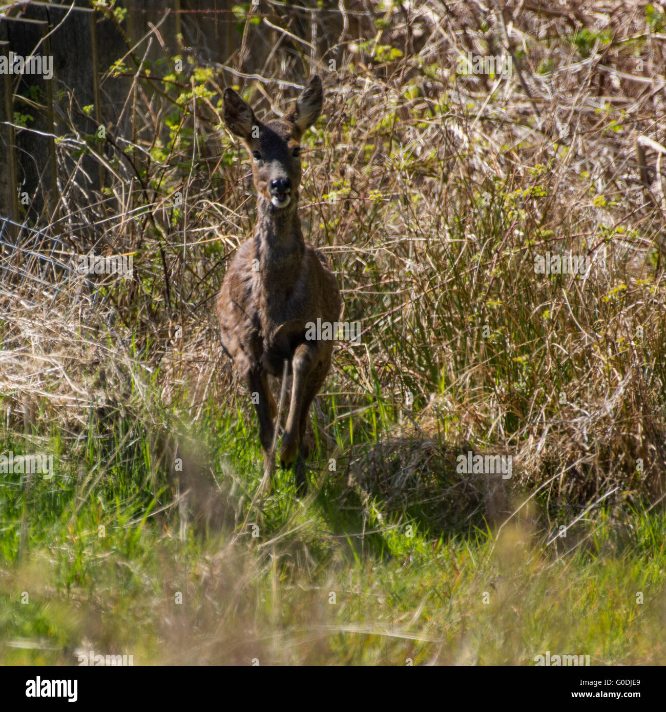 Young roe deer hi-res stock photography and images - Alamy
