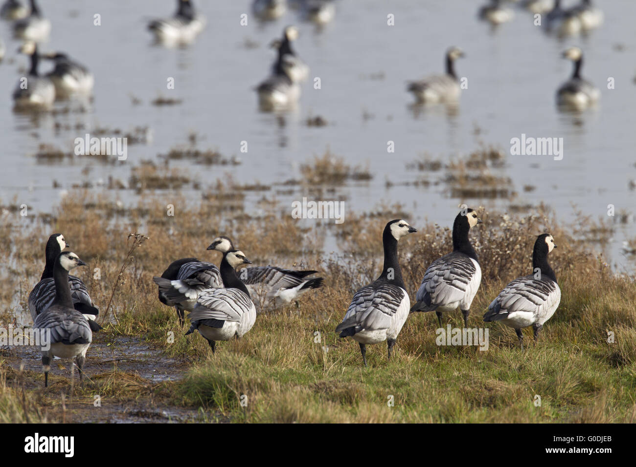 Barnacle Geese foraging on a salt meadow Stock Photo