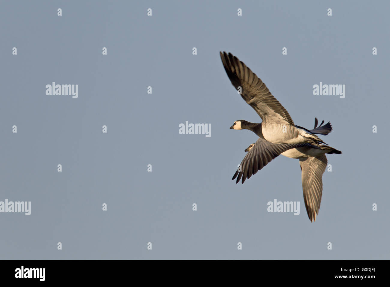 Barnacle Geese at the North Sea coast Stock Photo