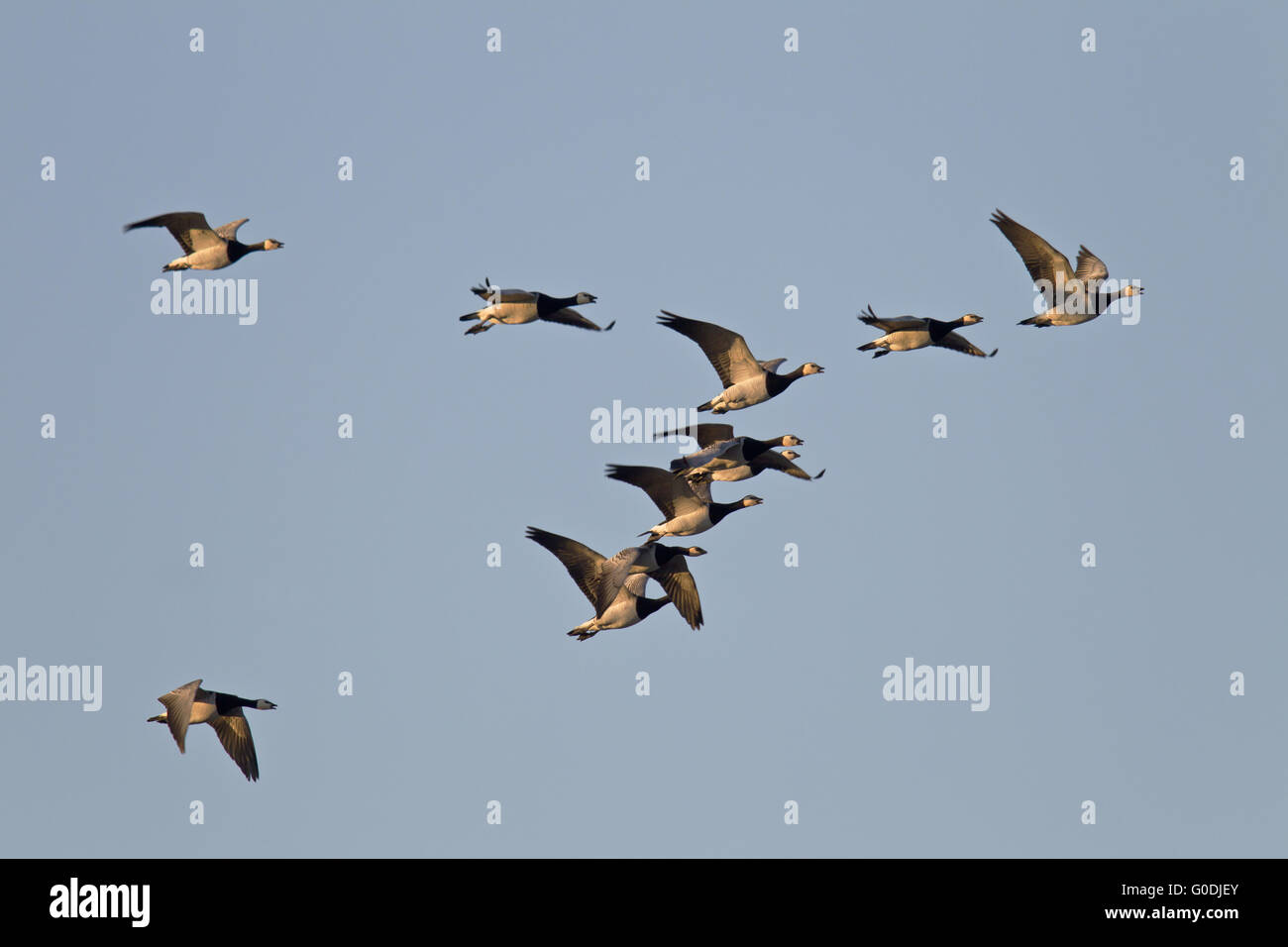 Barnacle Geese migration in fall to the south Stock Photo