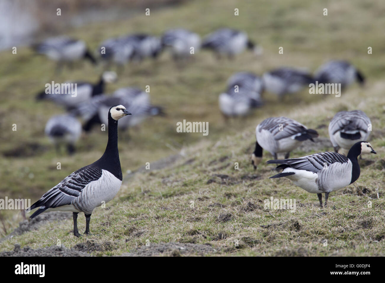 Barnacle Geese foraging on a meadow Stock Photo