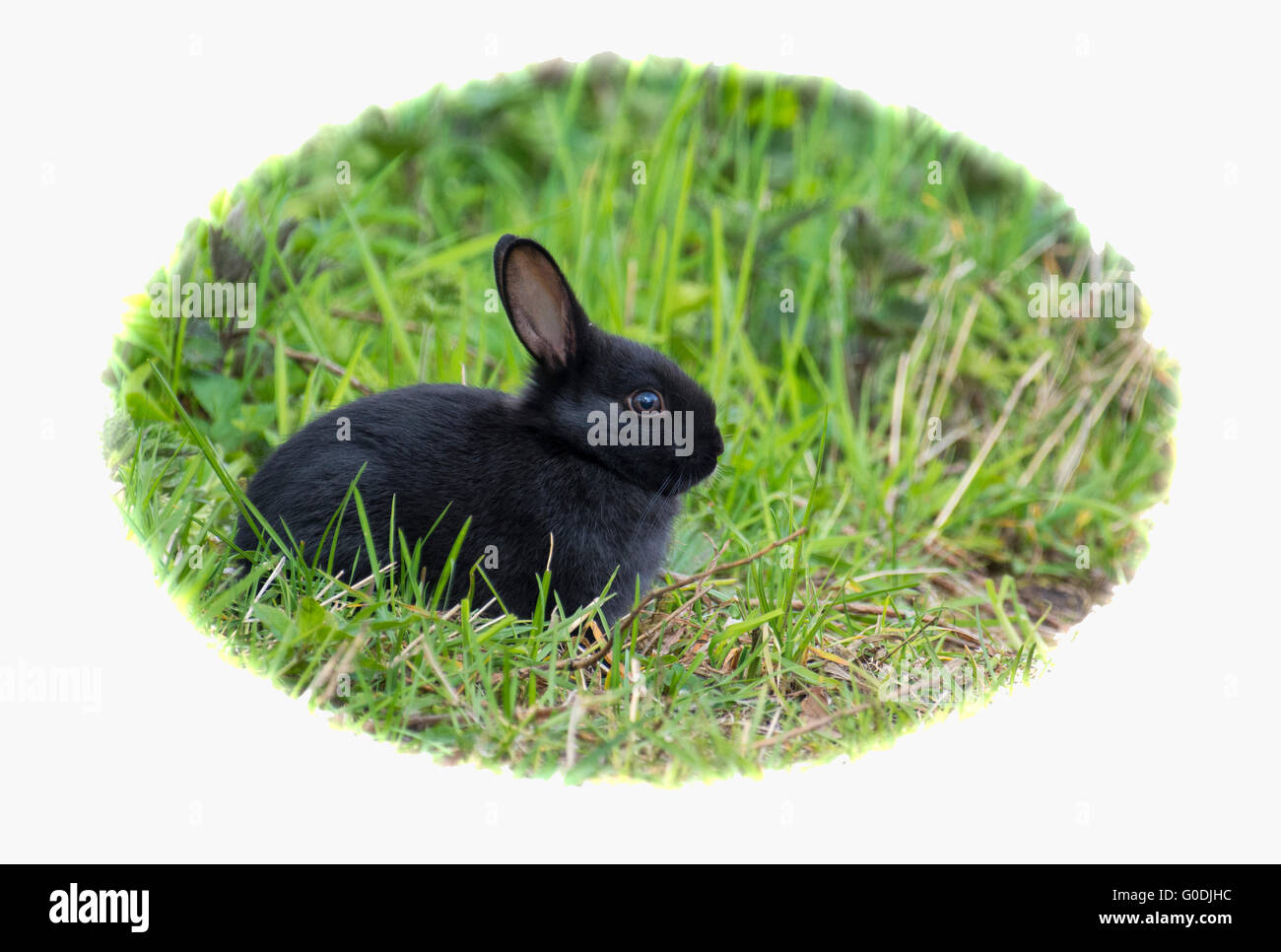 The black rabbit hi-res stock photography and images - Alamy