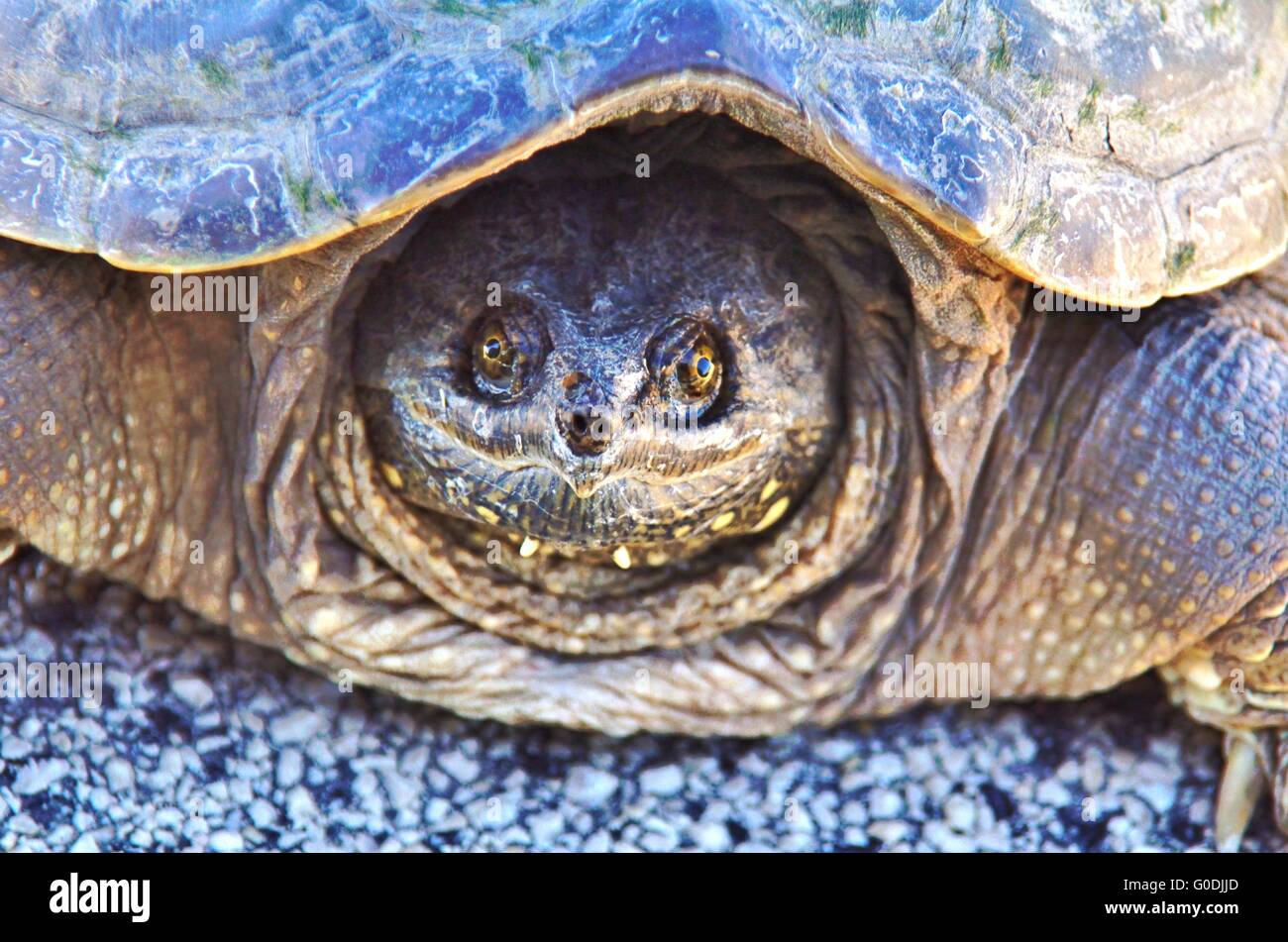 Snapping turtle beauty hi-res stock photography and images - Alamy