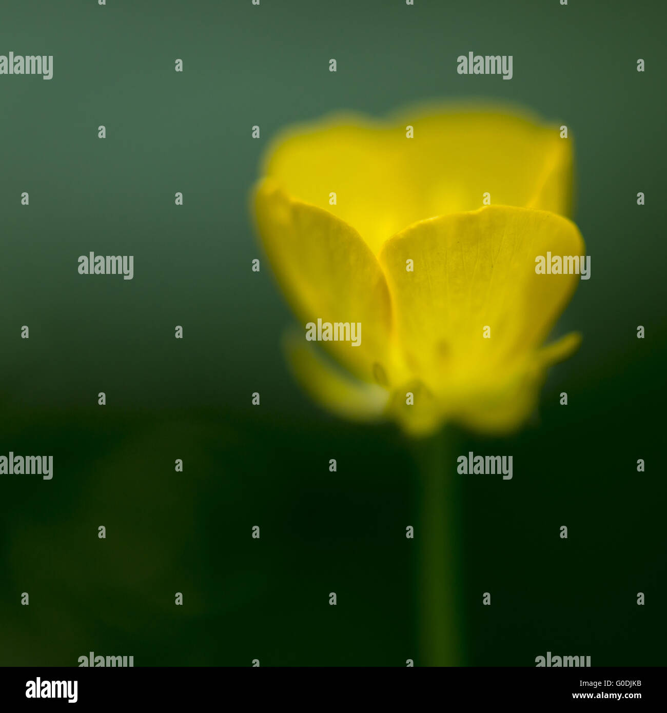 Abstract yellow Forest Buttercup flower Stock Photo