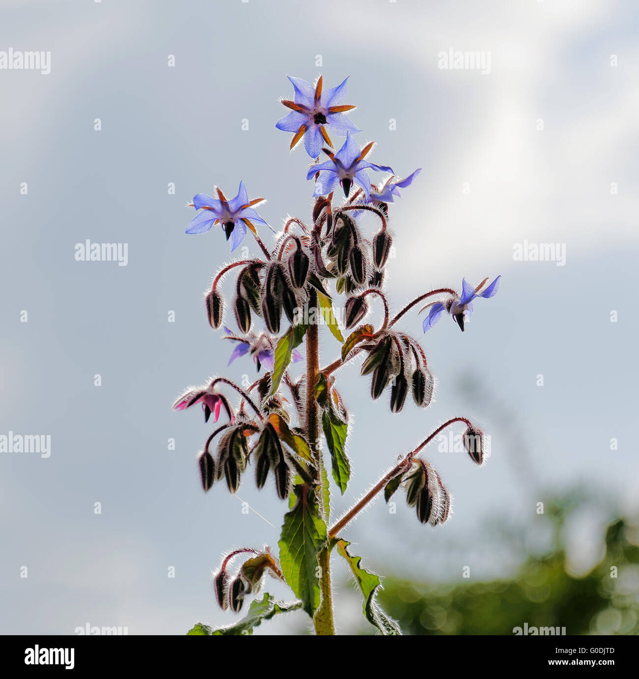 Borage (Borago officinalis), blossoms and buds Stock Photo