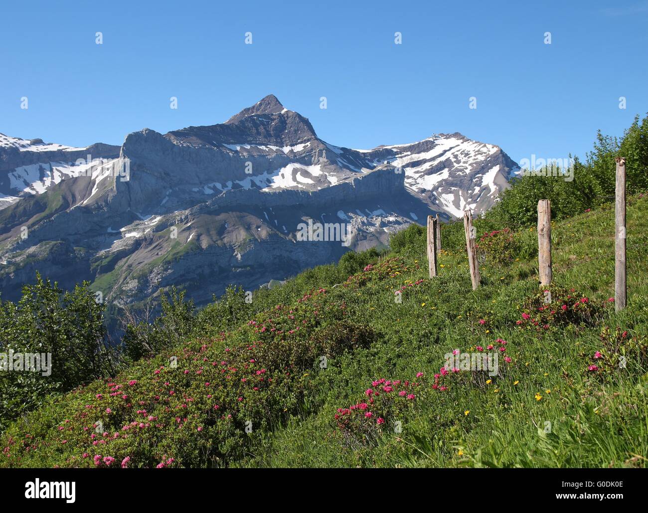 Oldenhorn and meadow with Alpenrosen Stock Photo