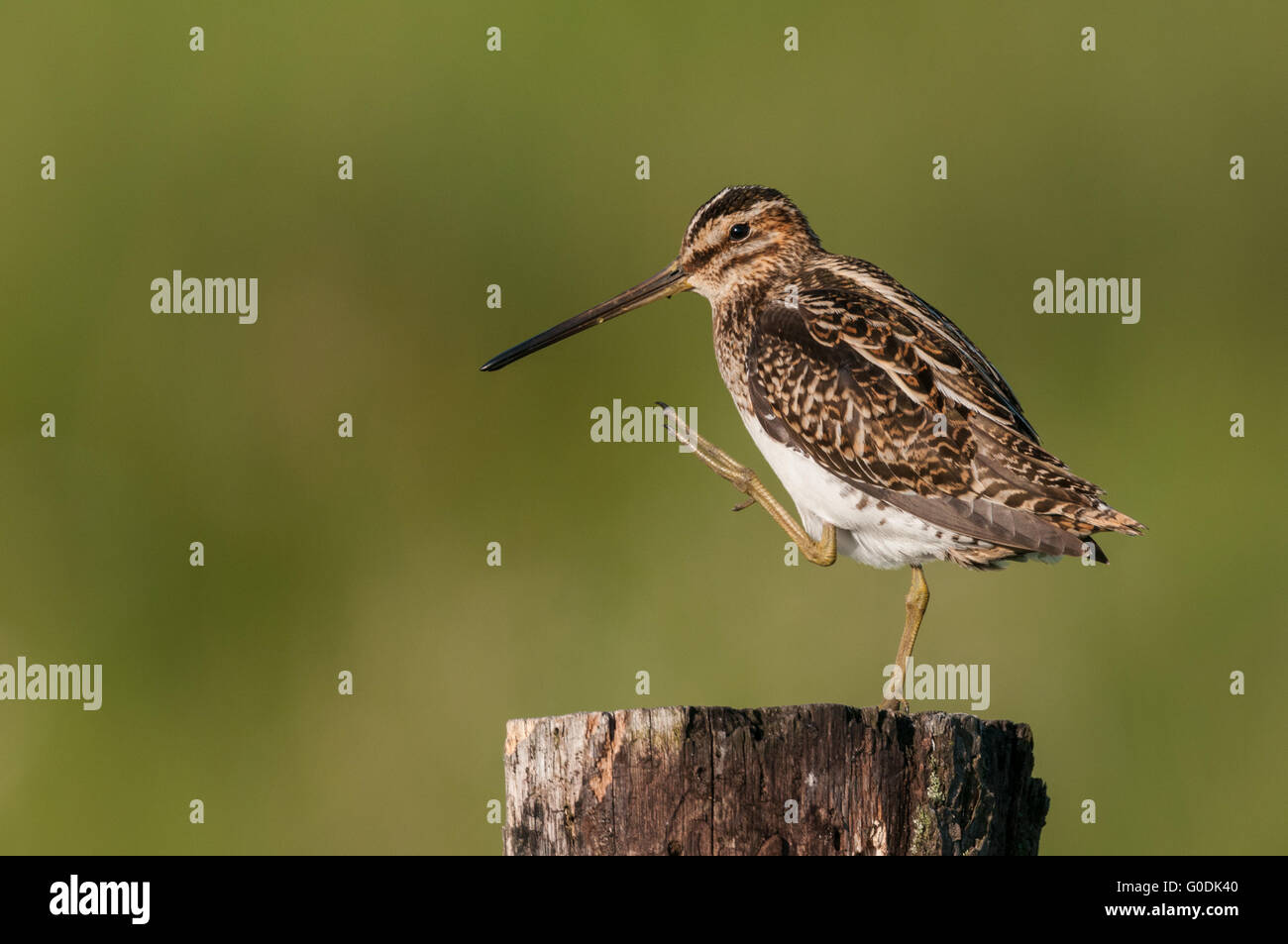 Common snipe from Germany Stock Photo