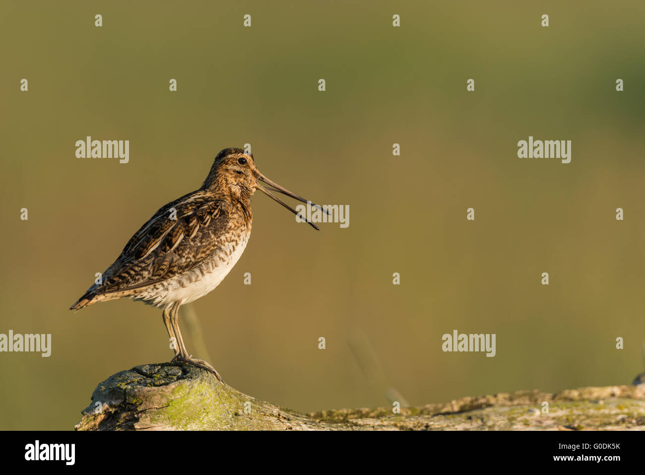 Common snipe from Germany Stock Photo
