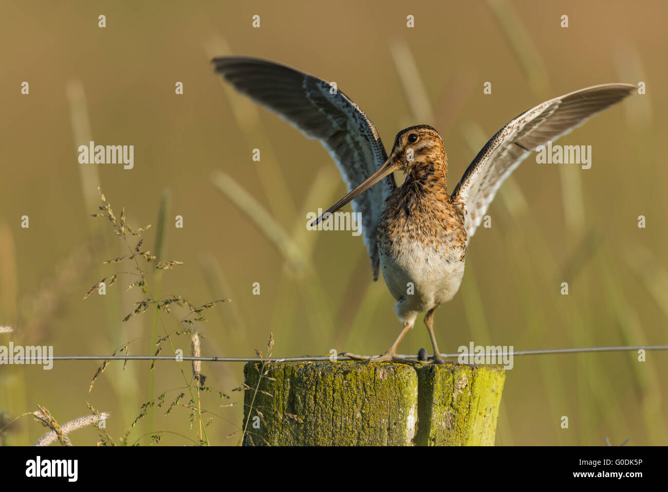 Common snipe from Germany Stock Photo