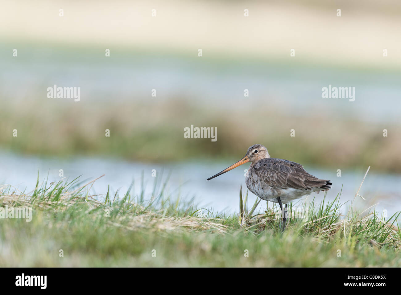 Black-tailed godwit from Germny Stock Photo