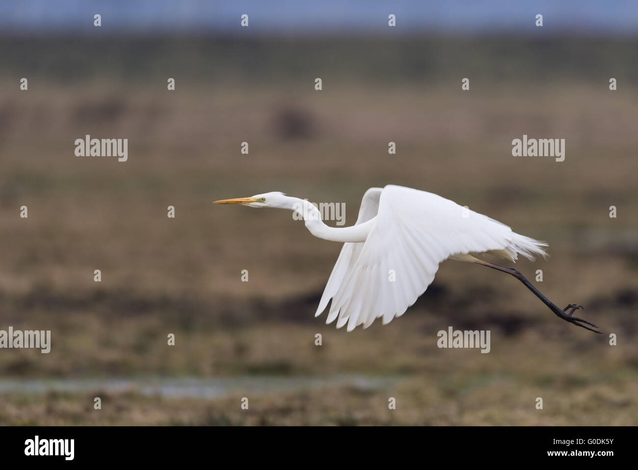 Great egret from Germany Stock Photo